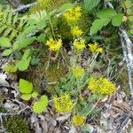 Petrosedum rupestre অভ্যাস