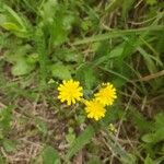 Crepis capillarisFlower