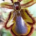 Ophrys speculum Virág