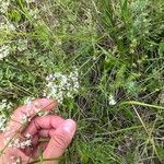 Galium elongatum Folha