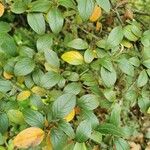 Cotoneaster franchetii পাতা