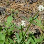 Valeriana californica ᱛᱟᱦᱮᱸ