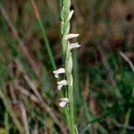 Spiranthes aestivalis Habit