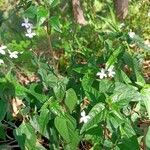 Pseuderanthemum variabile Blad