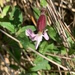 Silene noctifloraFlower