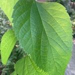 Celtis occidentalis Feuille