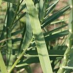 Arundo micrantha Arall