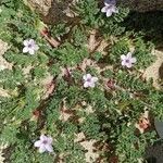 Erodium foetidum Blomma