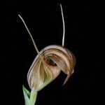 Pterostylis tenuicauda Blüte