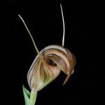 Pterostylis tenuicauda Fiore