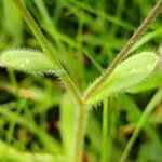 Myosotis minutiflora Leaf