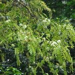 Osodendron altissimum Habit