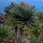 Dracaena draco Blad