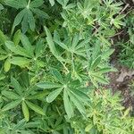 Lupinus nootkatensis List