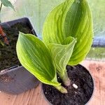 Hosta longipes Blatt