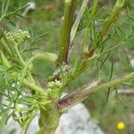 Trinia glauca Blad