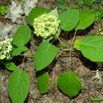 Hydrangea arborescens Folha