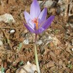 Crocus ligusticus Агульны выгляд