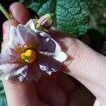 Solanum tuberosumBlomma