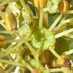 Ceratonia siliqua Blüte