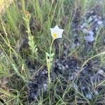 Eustoma exaltatum Blomma