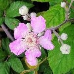 Rubus ulmifolius Fleur