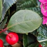 Gaultheria procumbens Folha