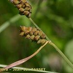 Carex tomentosa Frukt