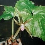 Nervilia platychila Flor