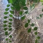 Phyllanthus niruri 葉