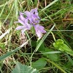 Campanula glomerata عادت