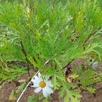 Argyranthemum broussonetii Квітка