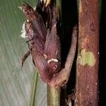 Goeppertia hammelii Flower