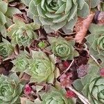 Sempervivum tectorum Habitus