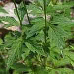 Anemone virginiana Leaf