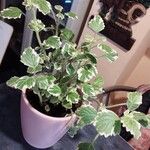 Coleus madagascariensis Leaf