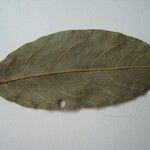 Licania parvifructa Máis