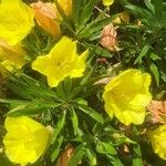 Oenothera macrocarpa Nutt.ᱵᱟᱦᱟ