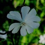 Silene latifoliaFlors