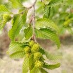 Nothofagus alpina Fruto