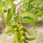 Nothofagus alpina ഫലം