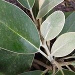 Pachystegia insignis Leaf