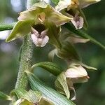 Epipactis helleborine ᱵᱟᱦᱟ