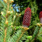 Picea abies Лист