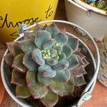 Echeveria affinis Ліст