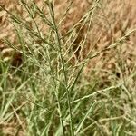 Diplachne fusca Fula