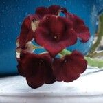 Boucerosia umbellata Flower