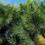 Pinus nigra Natur