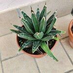 Agave victoriae-reginae Folla