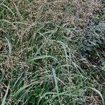 Panicum virgatum 整株植物